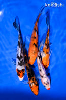 PACK OF (5) 4-5" STANDARD KOI