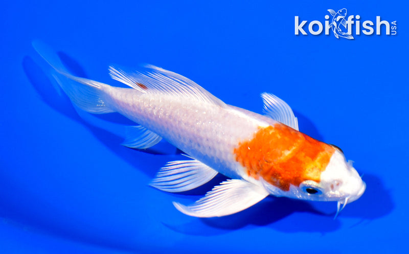 5.5" HARIWAKE BUTTERFLY