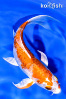 5.75" HARIWAKE BUTTERFLY