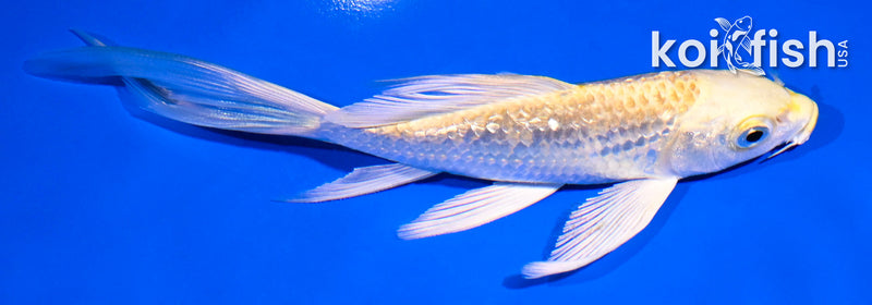 5.5" GINRIN YAMABUKI OGON BUTTERFLY