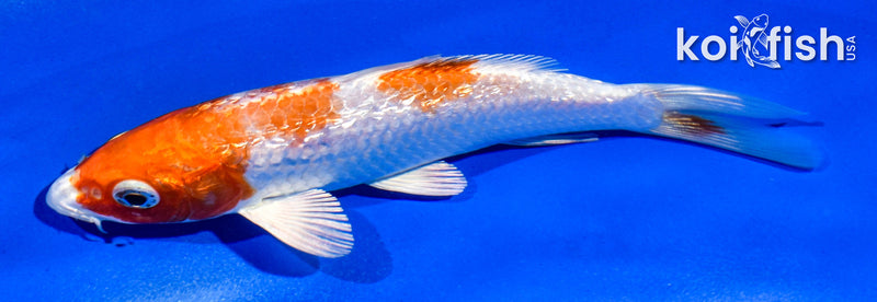 5" GINRIN HARIWAKE