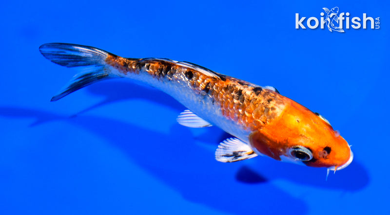 4.75" GINRIN YAMATO NISHIKI