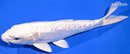 7" DOITSU PLATINUM OGON