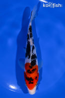 6" SANKE