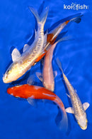 PACK OF (5) 4.25-5" STANDARD KOI