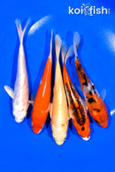 PACK OF (5) 5.25-6" STANDARD KOI