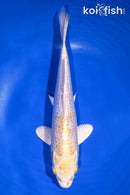 9.75" GINRIN LEMON HARIWAKE