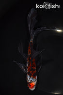 8.5" SHUBUKIN GOLDFISH