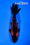 5.25" WAKIN GOLDFISH