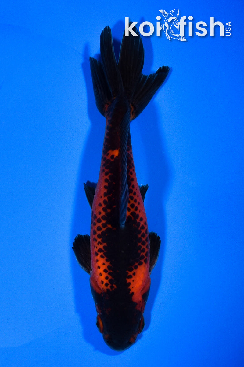 5.25" WAKIN GOLDFISH