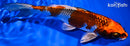6.75" BENI GINGA