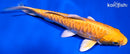 7" DOITSU YAMABUKI OGON