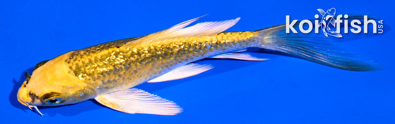 5" GINRIN KUJAKU BUTTERFLY