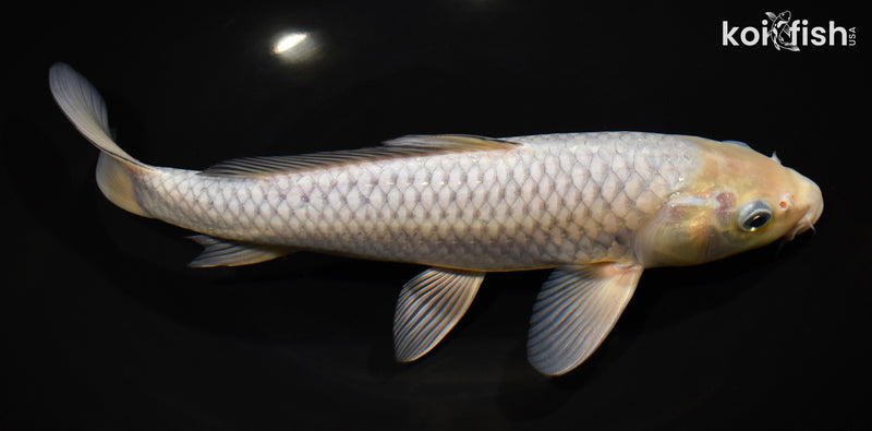 11.5" SORAGOI