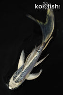 5.5" ARAGOKE KIKOKURYU BUTTERFLY