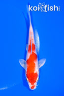 5.5" HARIWAKE