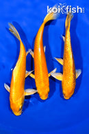 PACK OF (3) 5.5"- 5.75" YAMABUKI OGON