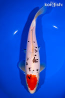 10" PEPPERED SUMI TANCHO SANKE