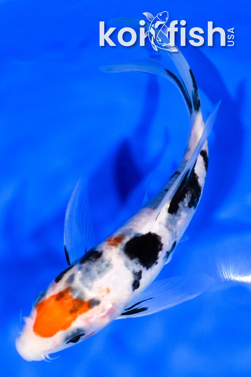 6" SANKE BUTTERFLY