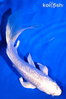 5.5" GINRIN PLATINUM OGON BUTTERFLY