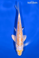 6.5" LEMON HARIWAKE