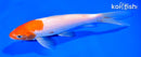 6" KOHAKU