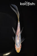 7.25" SHUBUNKIN GOLDFISH