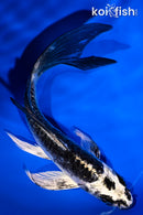 5.75" ARAGOKE KIKOKURYU BUTTERFLY