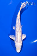 5.5" DOITSU PLATINUM OGON