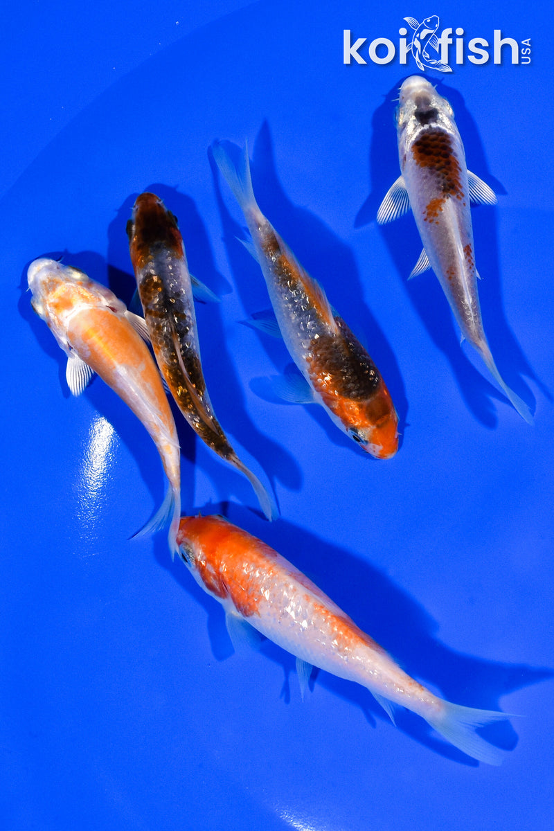 PACK OF (5) 3.25"- 3.75" STANDARD KOI