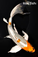 9.75" GINRIN KUJAKU BUTTERFLY