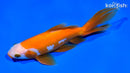 6.5" WATONAI GOLDFISH