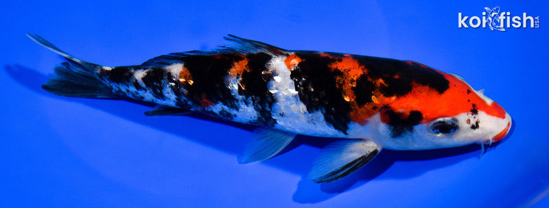 7.5" GINRIN SANKE