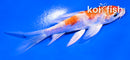 4" KIKUSUI BUTTERFLY