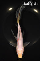 8.5" SARASA COMET GOLDFISH