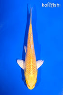 5" YAMABUKI OGON