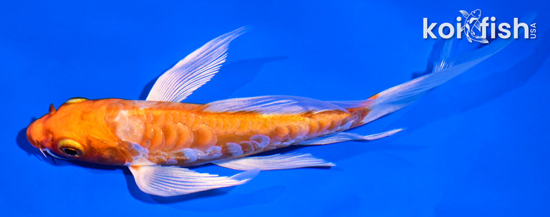 6" ARAGOKE HARIWAKE BUTTERFLY