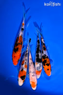 PACK OF (5) 4-5" STANDARD KOI