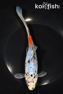 7.75" SHUBUNKIN GOLDFISH