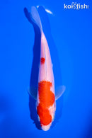 5.75" KOHAKU