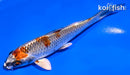 5.5" BENI GINGA