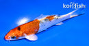 5" YAMATO NISHIKI