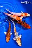 PACK OF (5) 4-5" STANDARD KOI