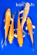 PACK OF (5) 3.75-4.75" STANDARD KOI