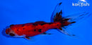 4" CALICO WATONAI GOLDFISH