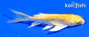 4" GINRIN YAMABUKI OGON BUTTERFLY