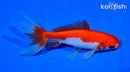 5.75" SARASA WAKIN GOLDFISH