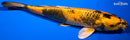 11.5" KIN HI UTSURI