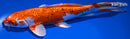 9" GINRIN YAMATO NISHIKI
