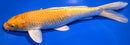9" YAMABUKI OGON
